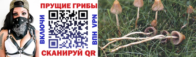 Псилоцибиновые грибы Psilocybe  купить наркотик  Волжский 